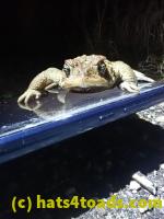 /home//u458753944/public_html/sourcegallery//Roxborough Toad Detour/2021/2021-04-10/P4100247.JPG